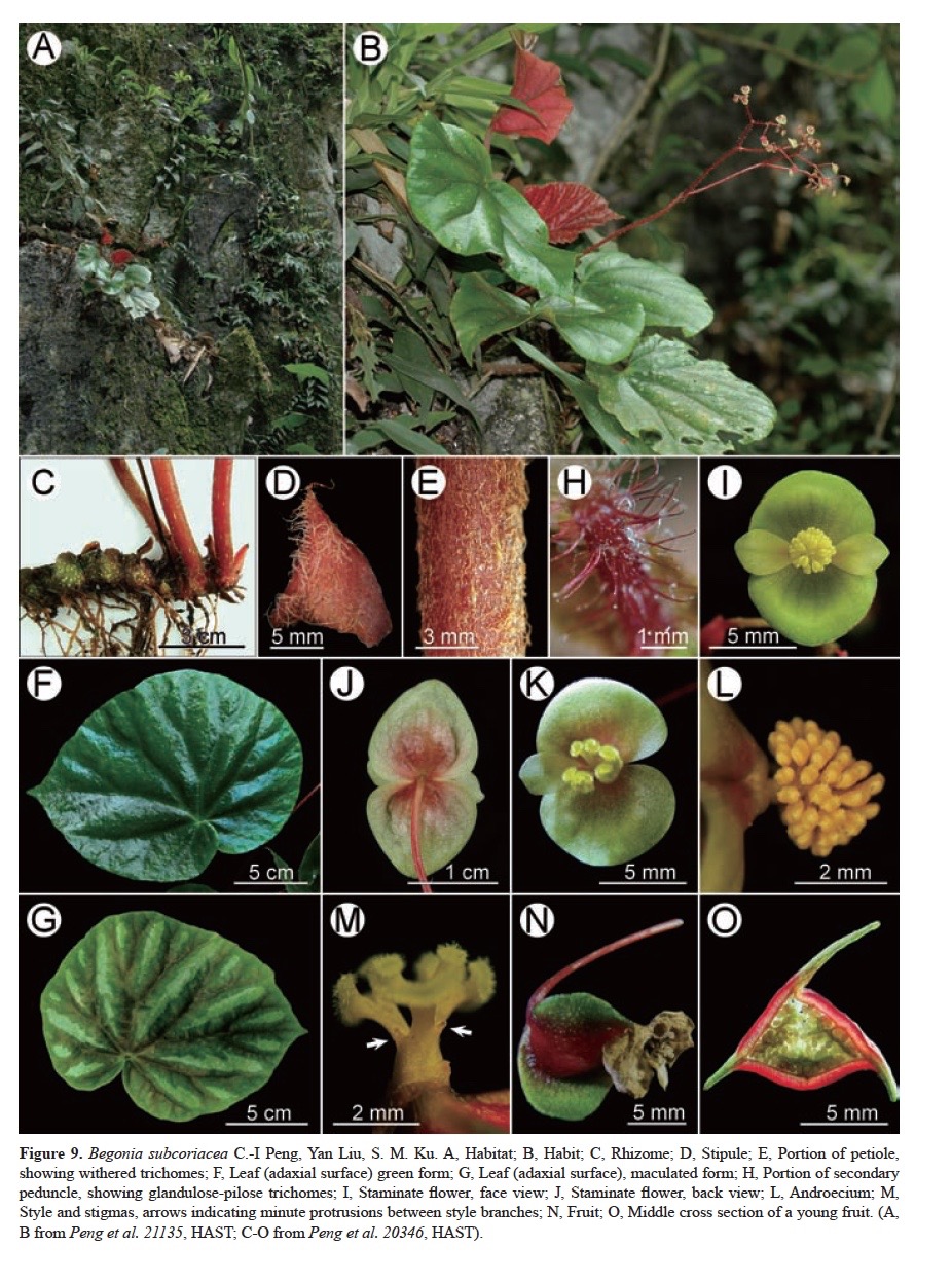 B. subcoriacea